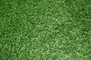 js sod green grass